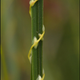 Illustration for article titled A Plant that Survives by Stealing Genetic Material